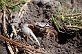 Tomoka Fiddler Crab